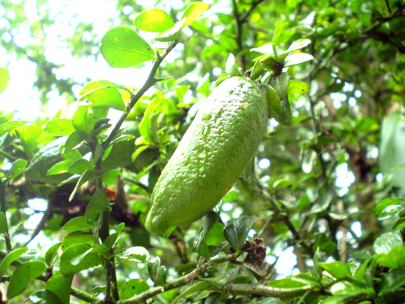 Australian finger lime 